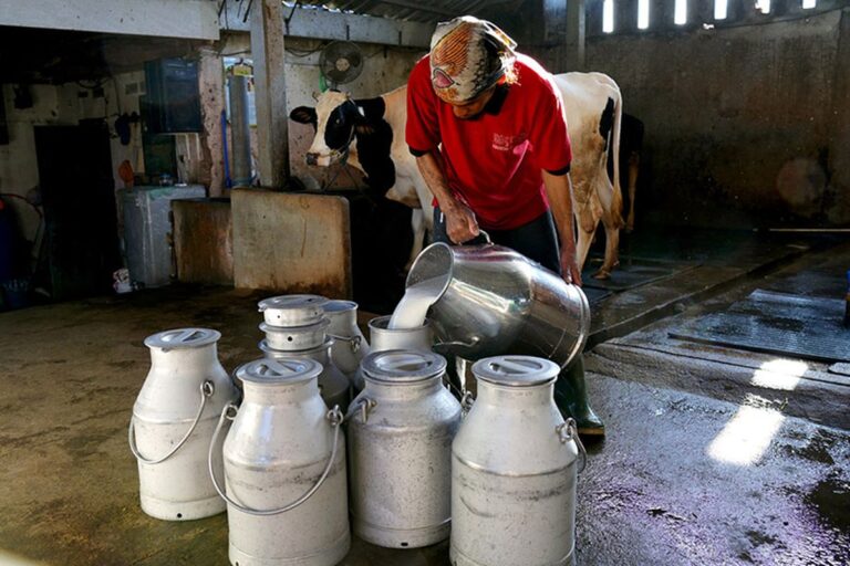 Zulhas Minta Impor Susu Diperketat, Produksi Lokal Jadi Prioritas